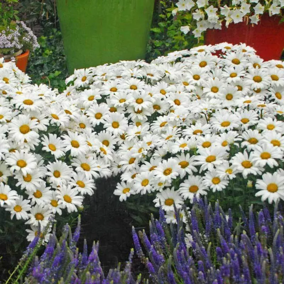 Amazing Daisies Daisy May Shasta Daisy
