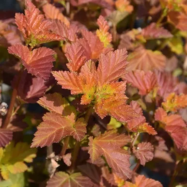 Amber Jubilee™ Ninebark