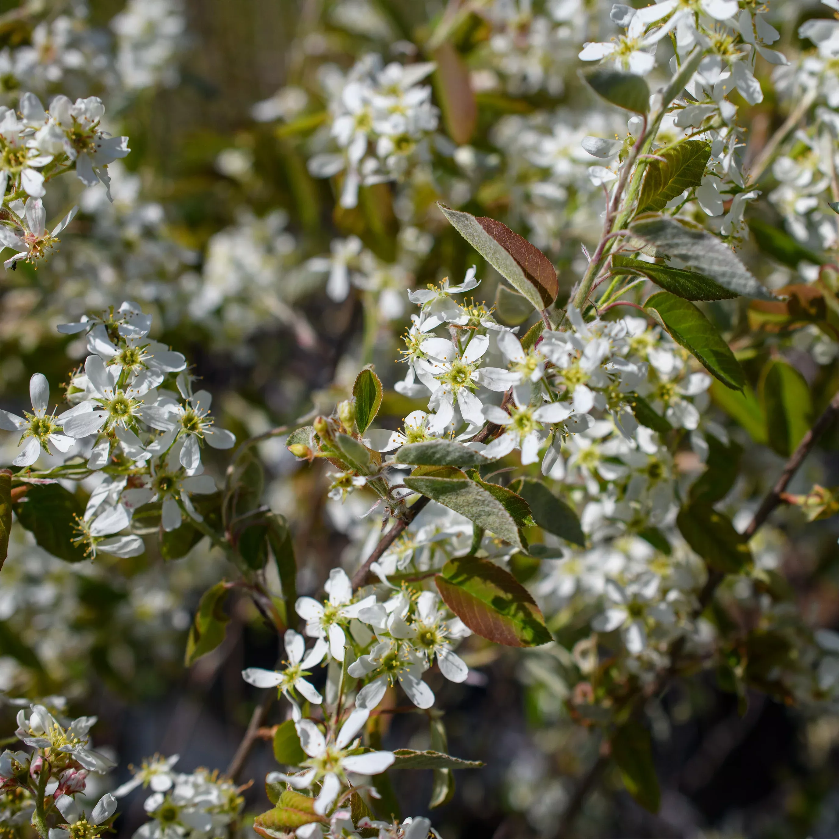 Amelanchier alnifolia (Serviceberry, Shadbush)