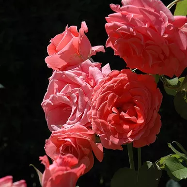 America Climbing Rose