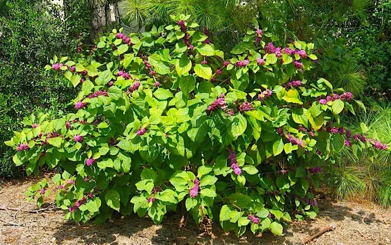 American Beautyberry Live Plant (Callicarpa americana) – 10-16 Inches, 2-3 Year Old Shrub, Outdoor