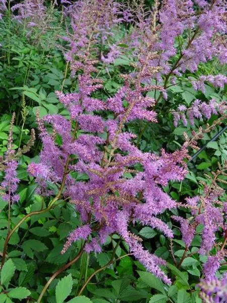 Amethyst Astilbe