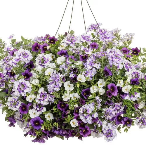 Amethyst Dreams