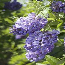 Amethyst Falls American Wisteria