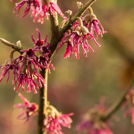 Amethyst Witch Hazel