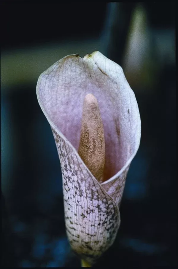 Amorphophallus bulbifer