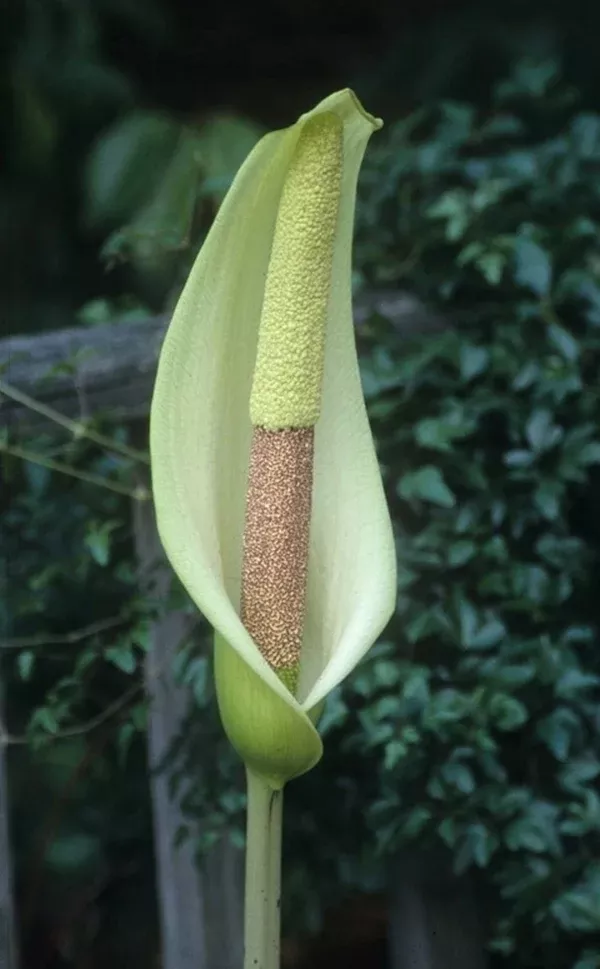 Amorphophallus napalensis