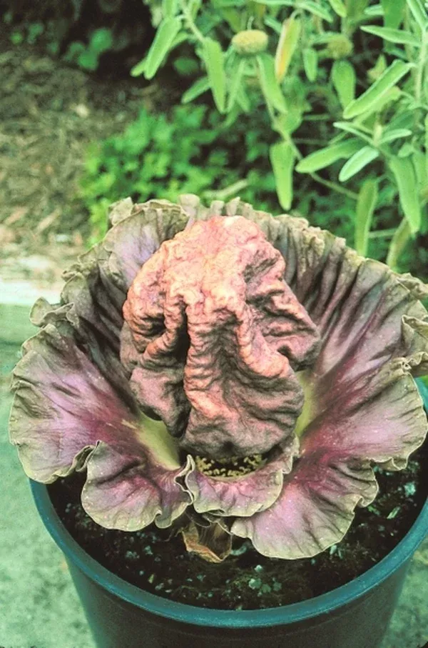 Amorphophallus paeoniifolius