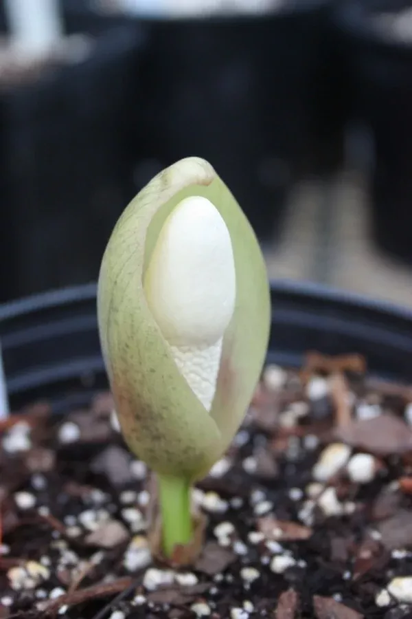 Amorphophallus yuloensis