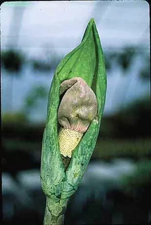 Amorphophallus yunnanensis