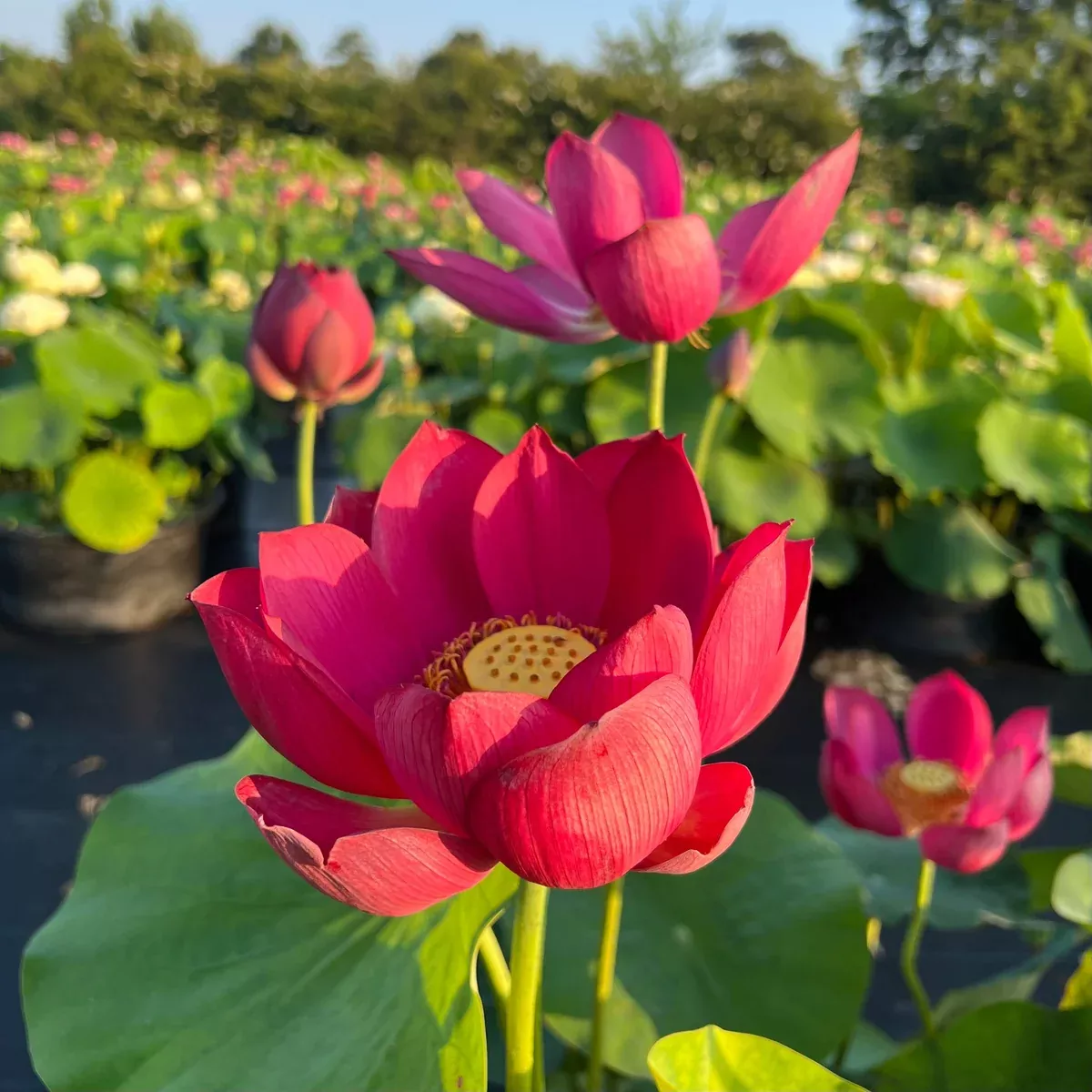 Ancient Capitol Red Palace Lotus - Electric Red