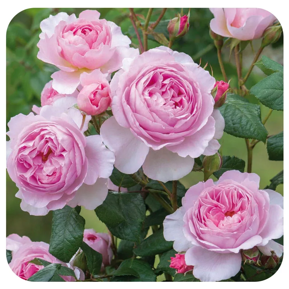 The Ancient Mariner Rose by David Austin