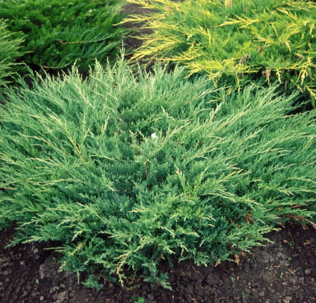 Andorra Compact Juniper