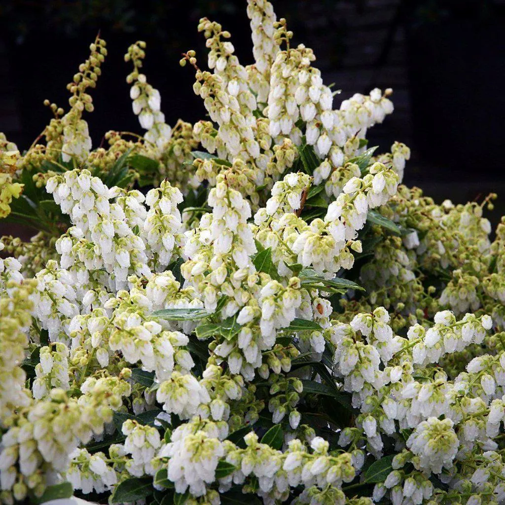 Andromeda, Cavatine Pieris