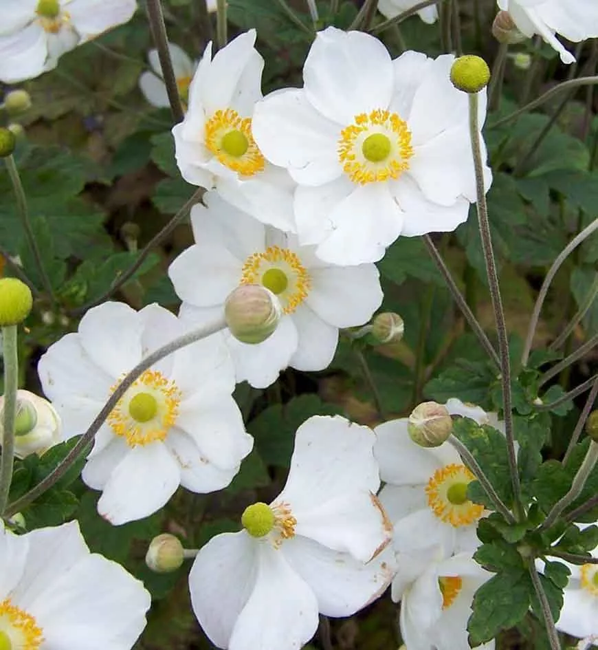 Anemone 'Honorine Jobert'