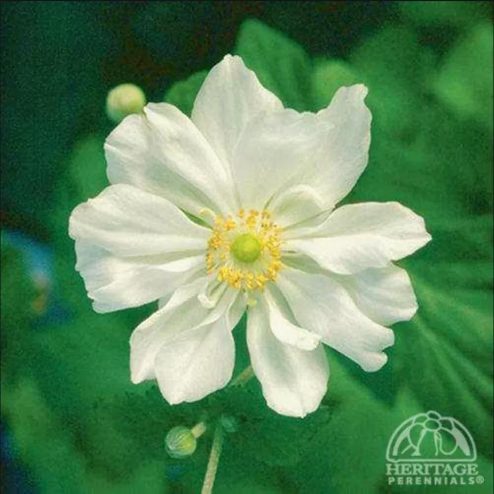 Anemone ‘Whirlwind’ (Japanese Anemone)