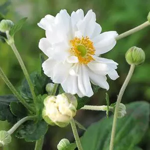 Anemone x hybrida 'Whirlwind'