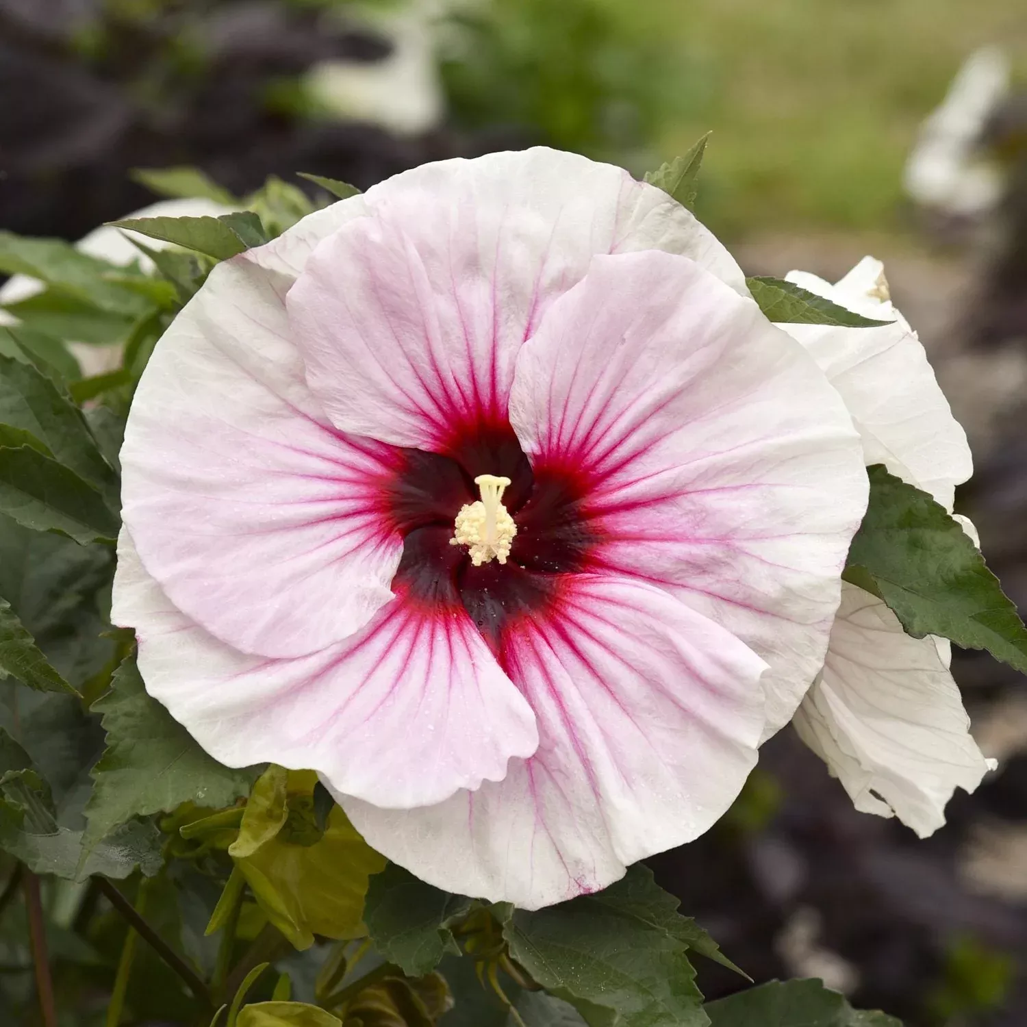 'Angel Eyes' Rose Mallow (Hibiscus)
