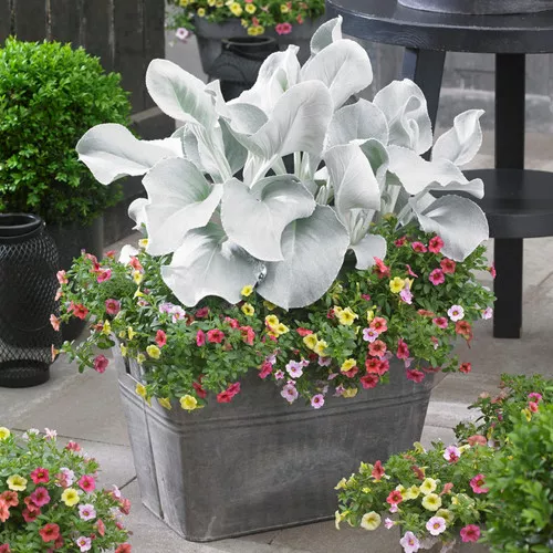 Angel Wings Plant