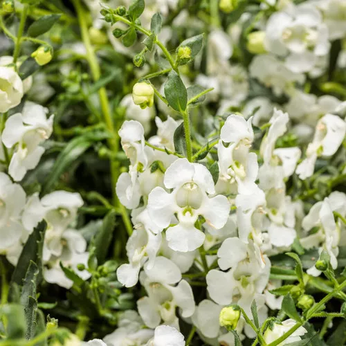 Angelface Cascade Snow Summer Snapdragon