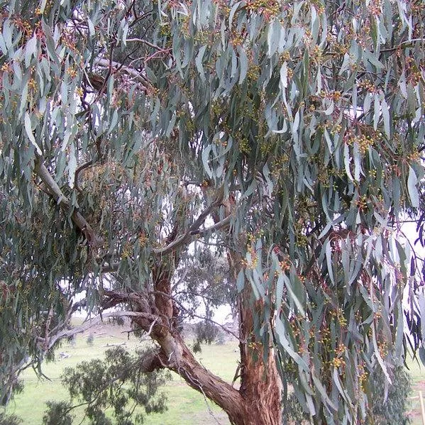 Angus Willow-leaf Peppermint Eucalyptus