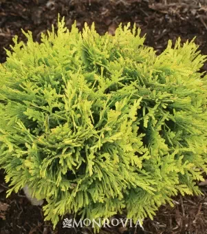 Anna’s Magic Ball Arborvitae