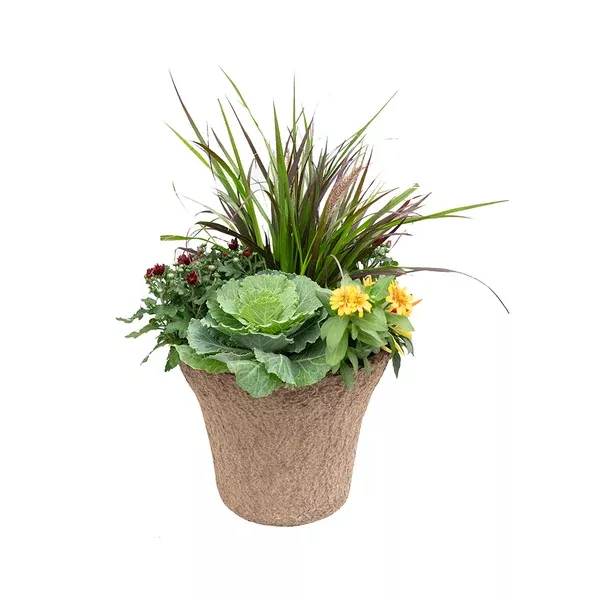 Annual Fall Planter Urn Insert 12"