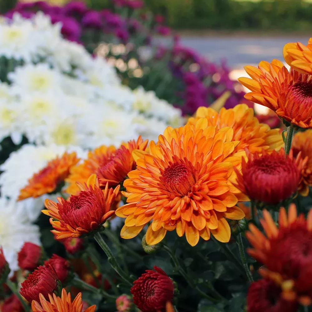 Annual Mum 7" color pot