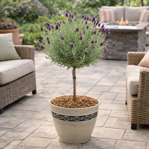 Anouk Spanish Lavender Tree Form