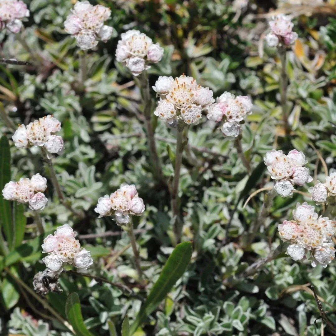 Antennaria carpatica 'White Pussytoes' - [EG]