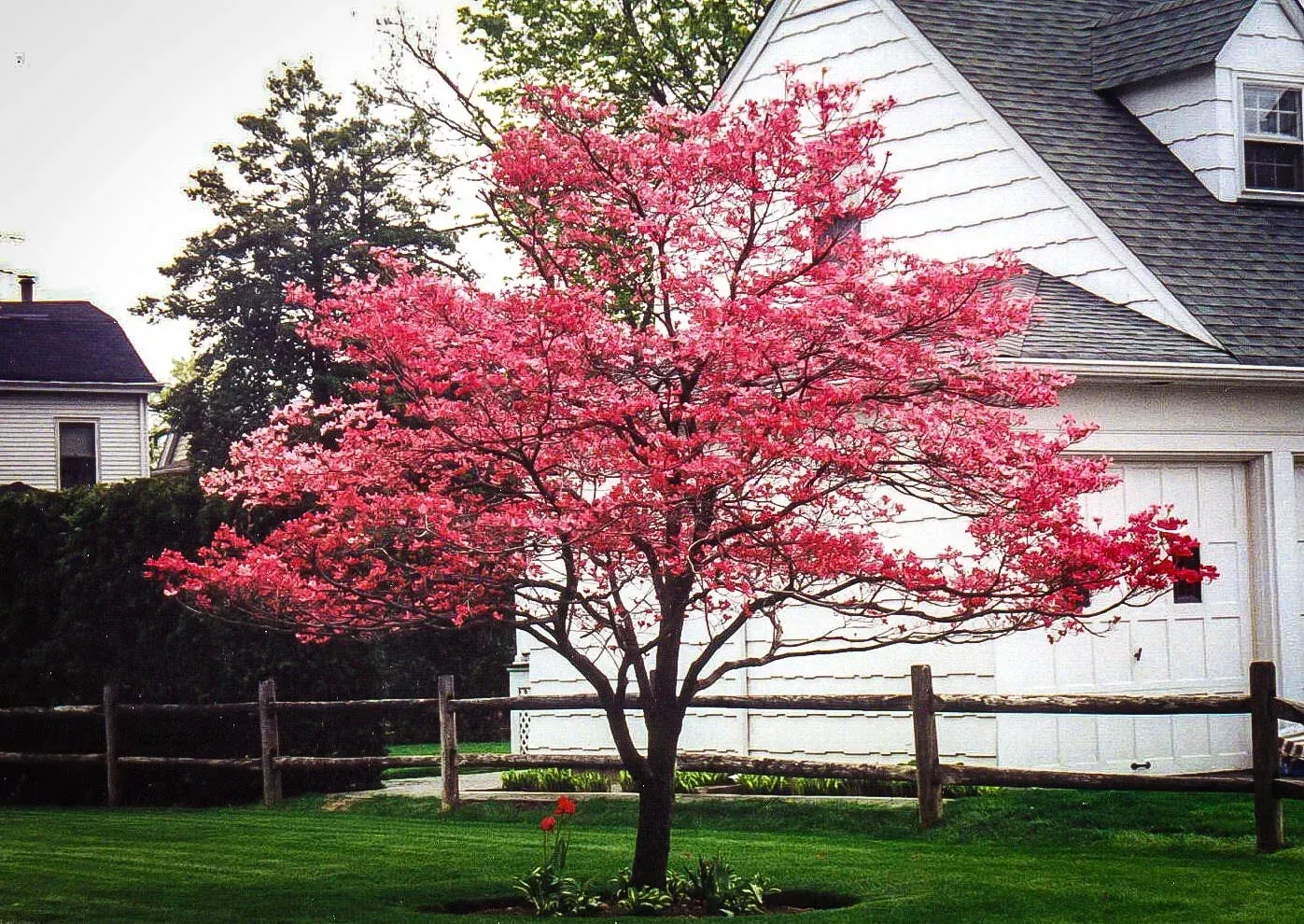 Apache Red Flowering Dogwood