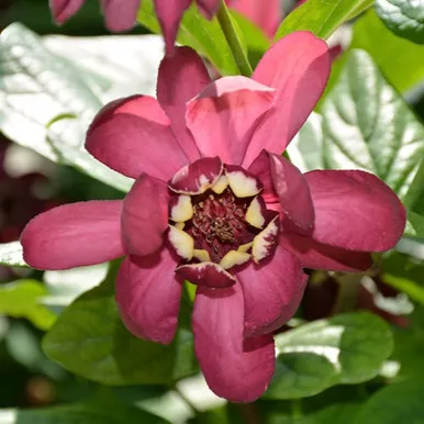 Aphrodite Sweetshrub