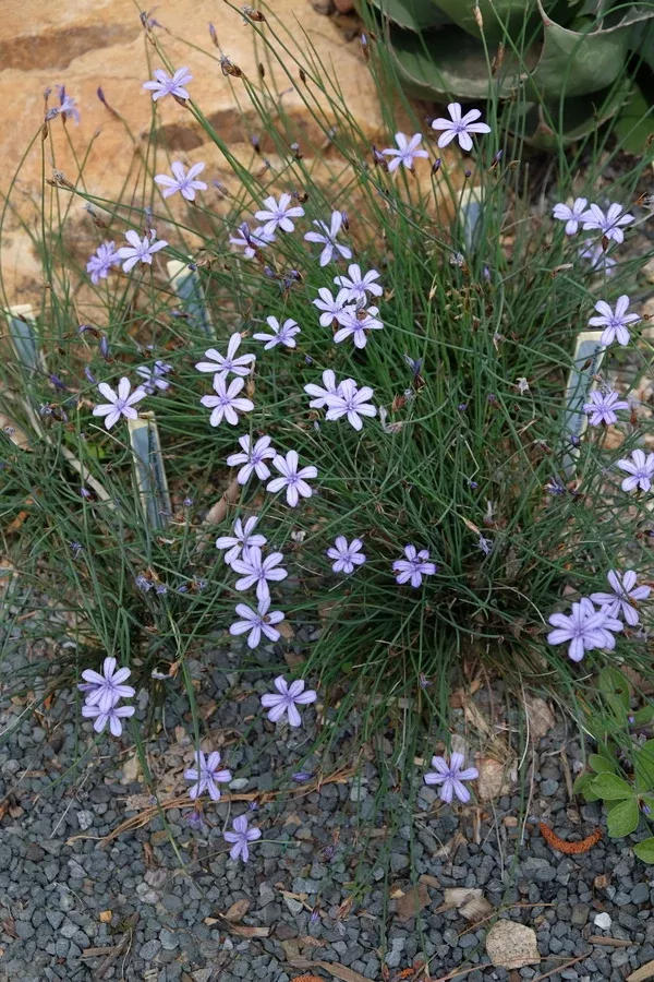 Aphyllanthes monspeliensis