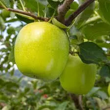 Apple, Crispin (Golden Delicious), 7 gal (5-7 ft)