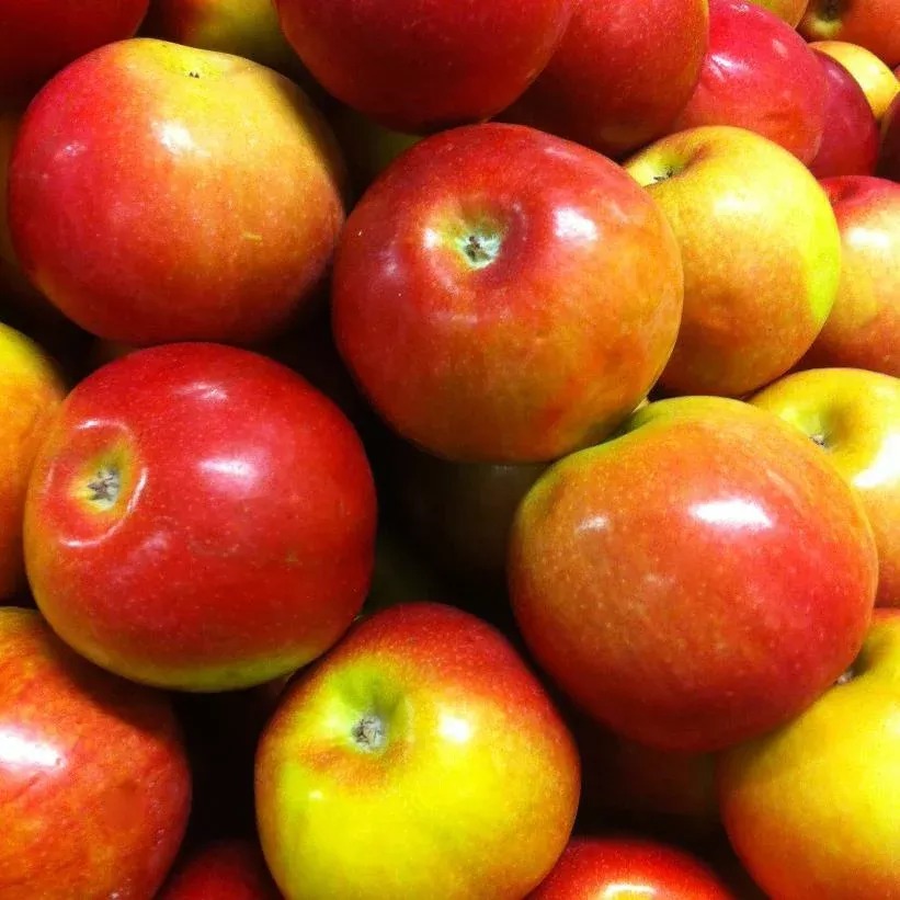 Apple 'McIntosh'