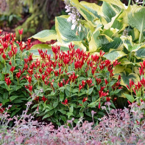 'Apple Slices' Spigelia