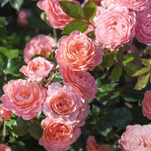 Apricot Drift Groundcover Rose