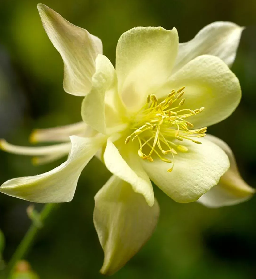 Aquilegia Kirigami™ 'Yellow'
