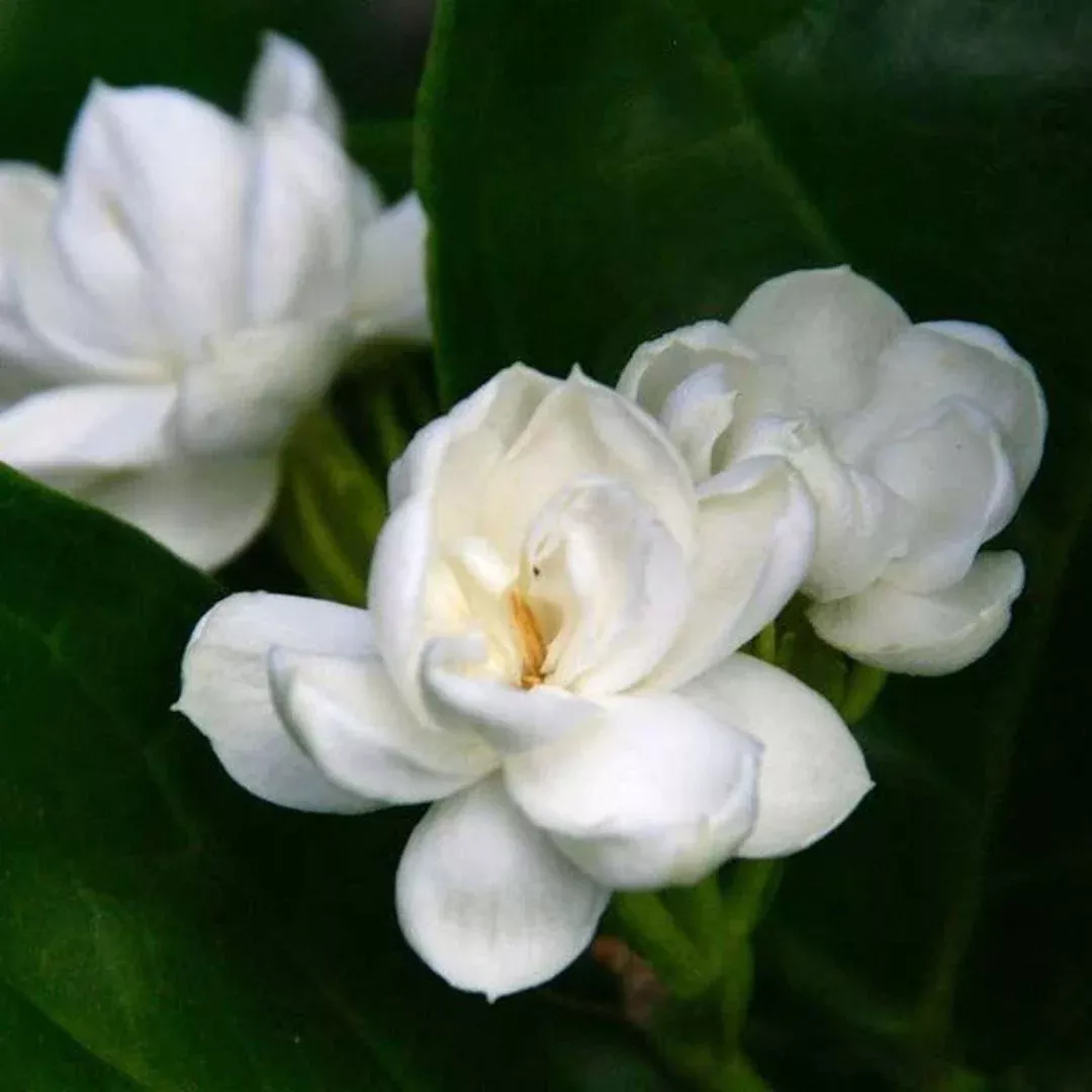 Arabian Jasmine Plant | Pixies Gardens