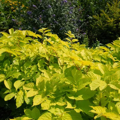 Aralia c. 'Sun King'