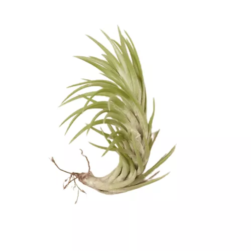 Araujei Air Plant