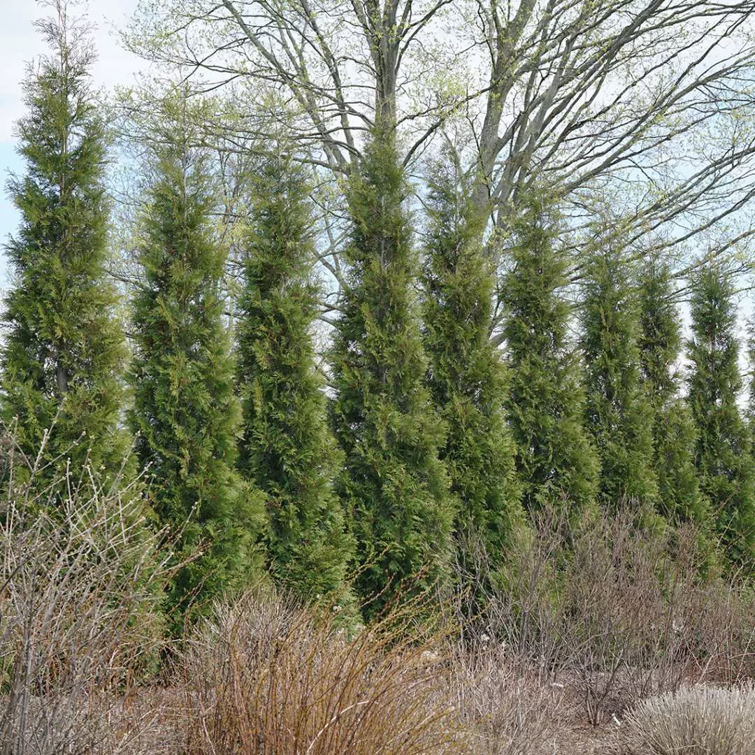 Arborvitae, American Pillar #7