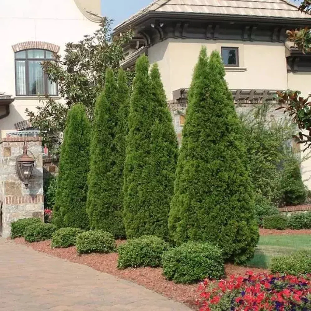 Arborvitae, Emerald Green #25