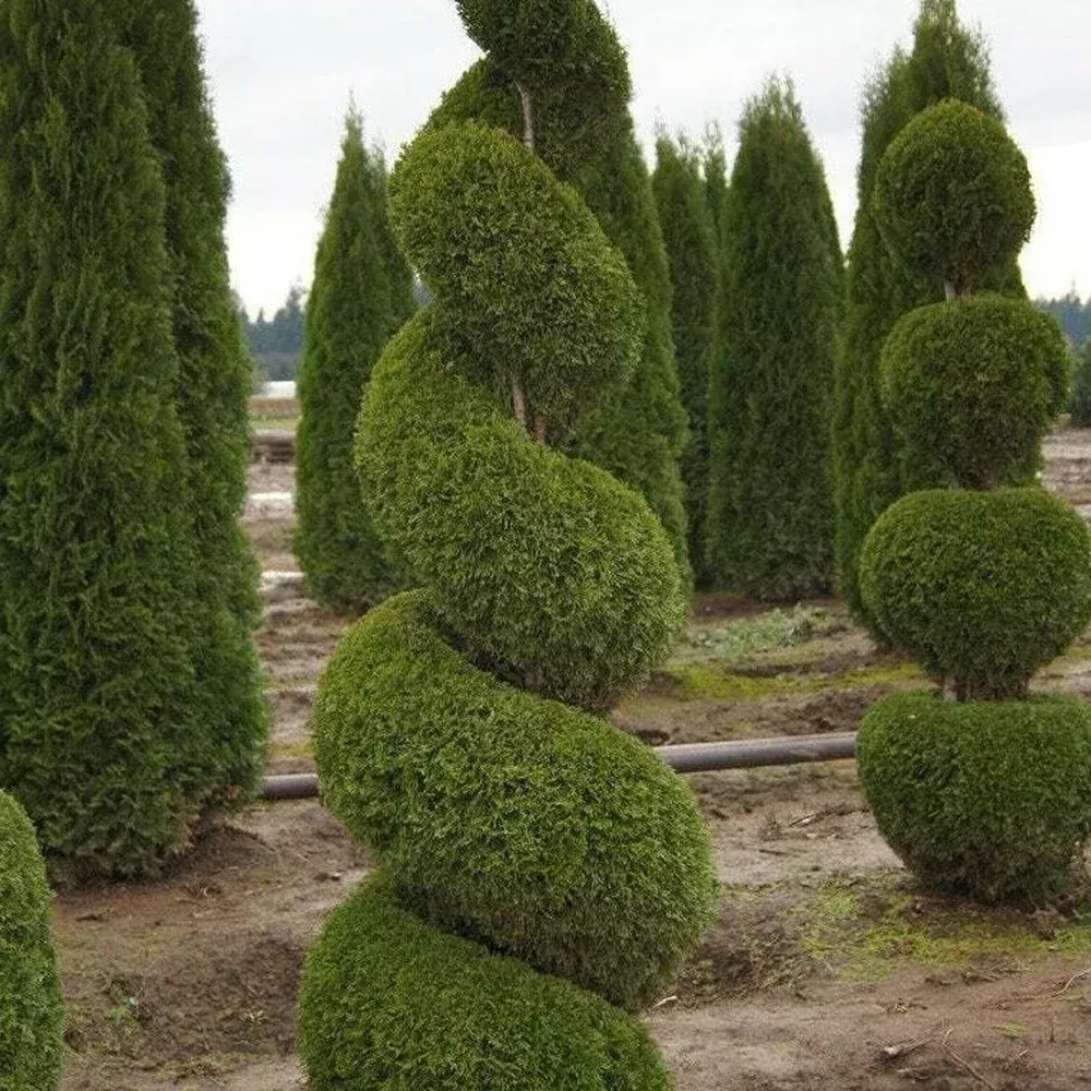 Arborvitae, Emerald Green #6 Spiral