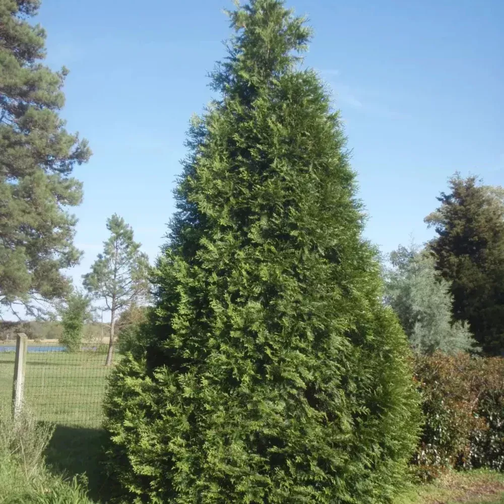Arborvitae, Green Giant #50