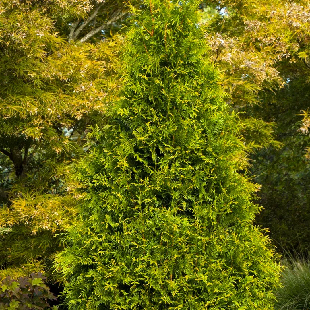 Arborvitae, Green Giant Tiny Tower #10