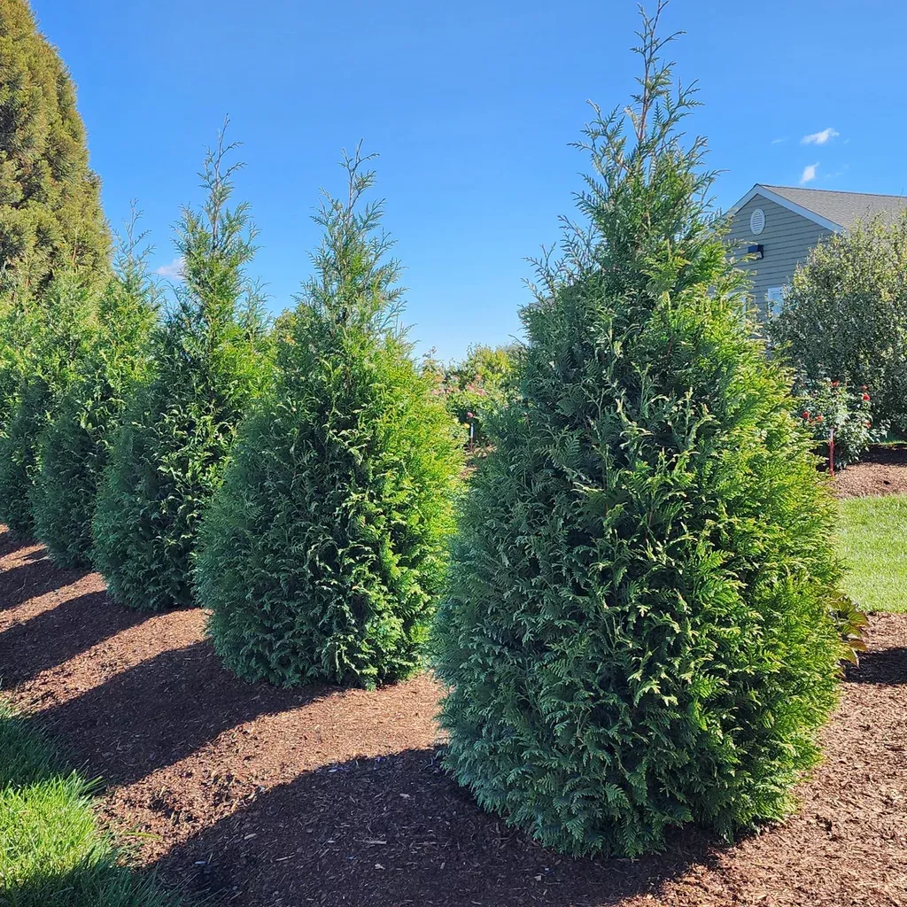 Arborvitae, Junior Giant Arborvitae