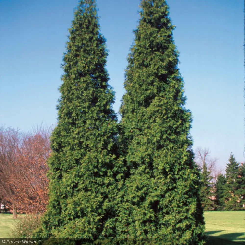 Arborvitae, Spring Grove #7