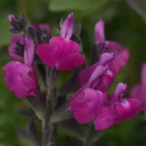 Arctic Blaze Purple Sage