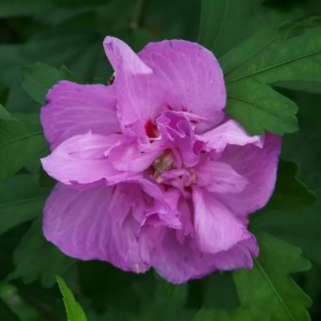 Ardens Althea Tree – Double Purple Rose of | Pixies Gardens